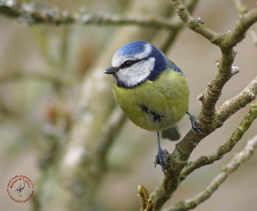 Blue Tit 8R85D-12.JPG